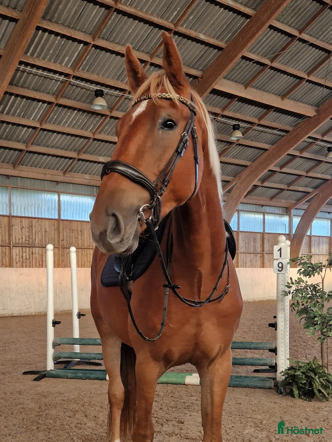 Hoppning hästar till salu: Mycket lovande unghäst ✨️ - Annons 1