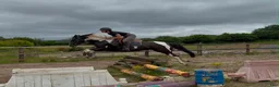 Allround hästar till salu: Beautiful coloured mare  - Annons 11