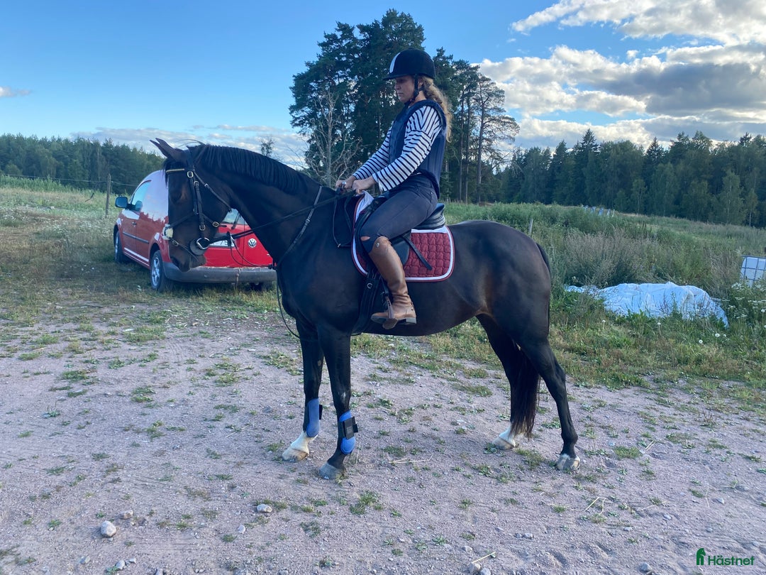 Allround hästar till salu: Vackert sto med framtiden framför sig! i Boxholm - Annons 3