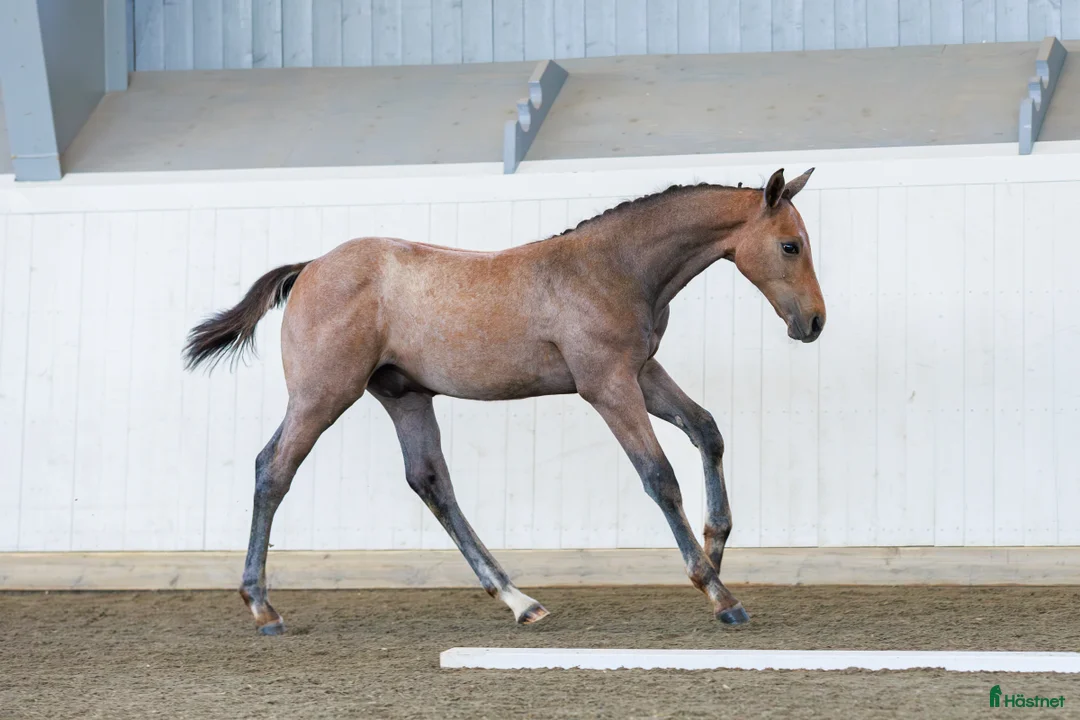 Hoppning hästar till salu: Framtida hoppstjärna  i Väse - Annons 4