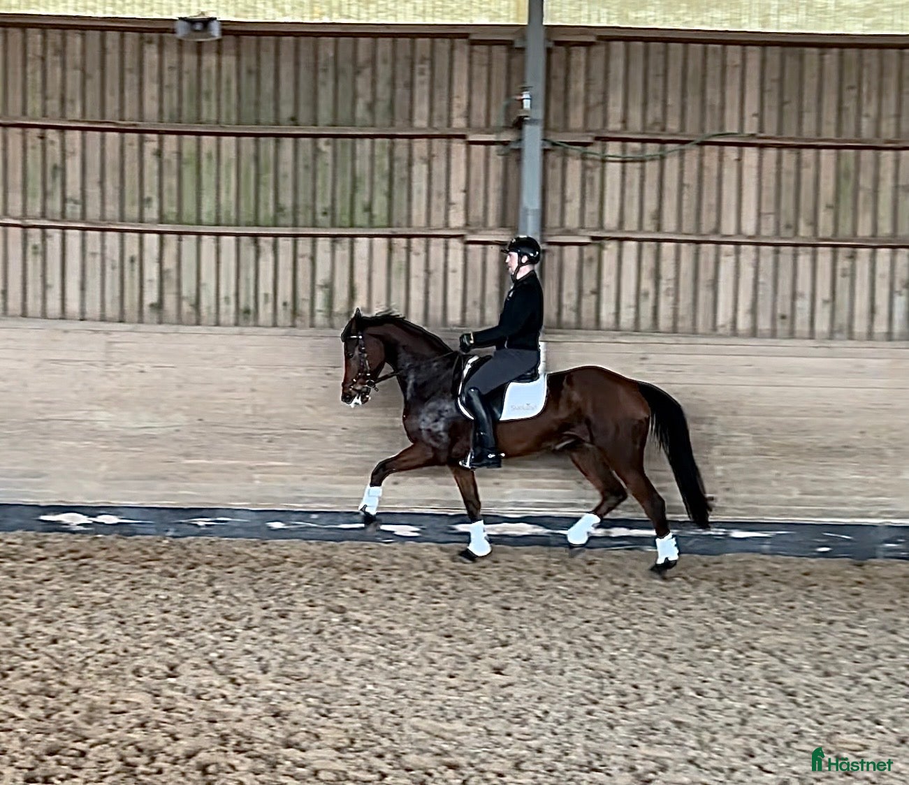  hästar Sto med mycket potential - Annons 1