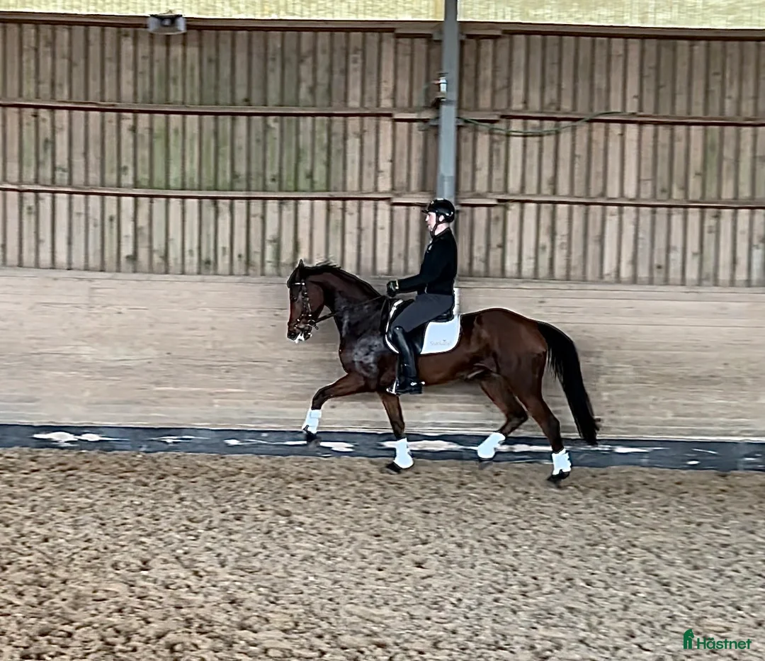 Dressyr hästar till salu: Sto med mycket potential - Annons 1