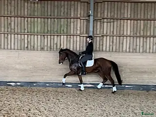 hästar Sto med mycket potential - Annons 1