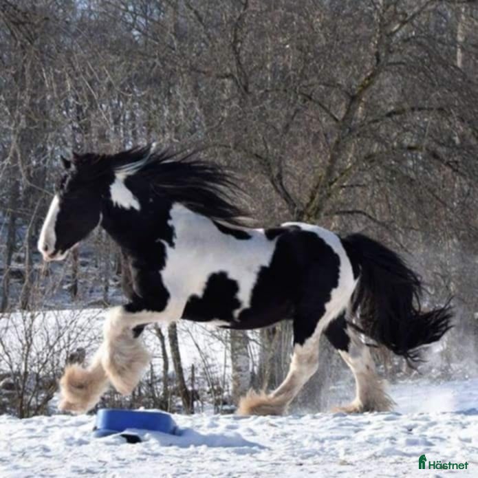 Allround hästar till salu: Tinkervalack i perfekt storlek i Unnaryd - Annons 2