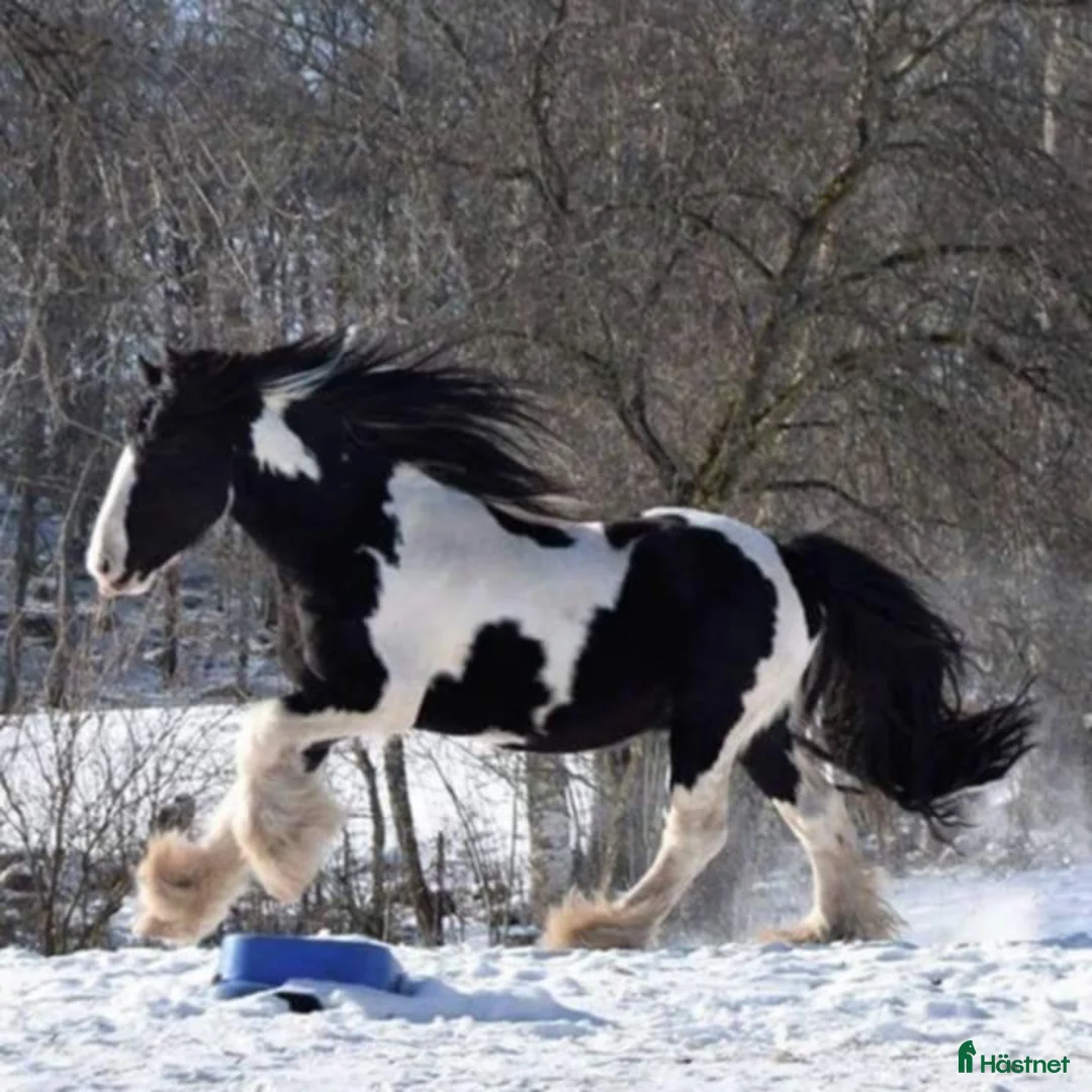 Allround hästar till salu: Tinkervalack i perfekt storlek i Unnaryd - Annons 1