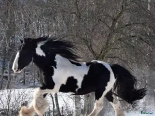Allround hästar till salu: Tinkervalack i perfekt storlek i Unnaryd - Annons 2