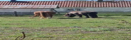 Allround hästar sökes: Sällskapsponny sökes - Annons 1
