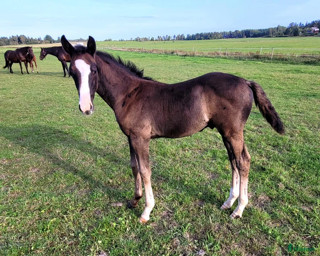 Dressyr hästar till salu: Moderiktig hingst efter Salvatore Ferragamo  - Annons 4