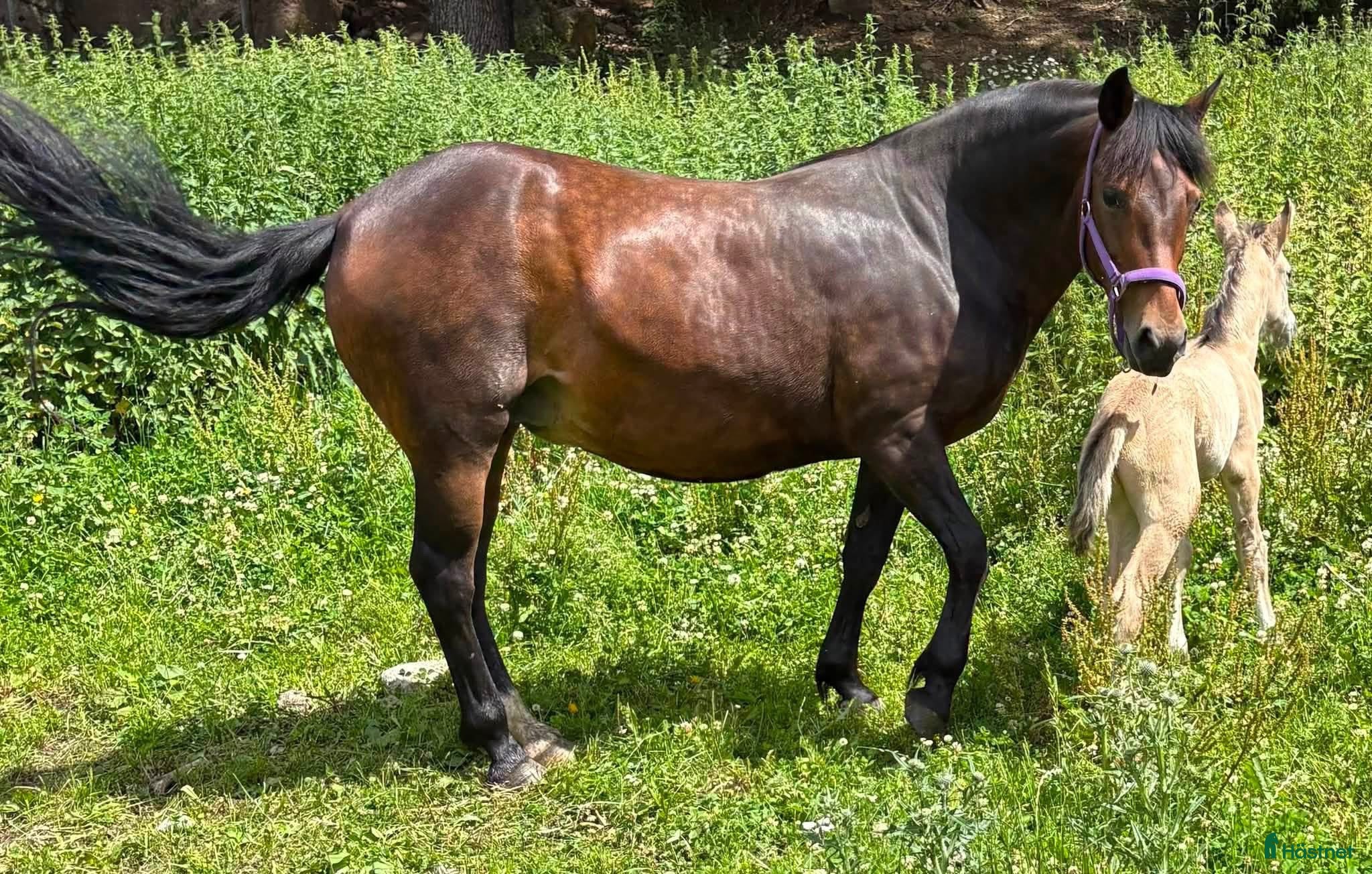  hästar Superfina ponnyer till bra pris! - Annons 8