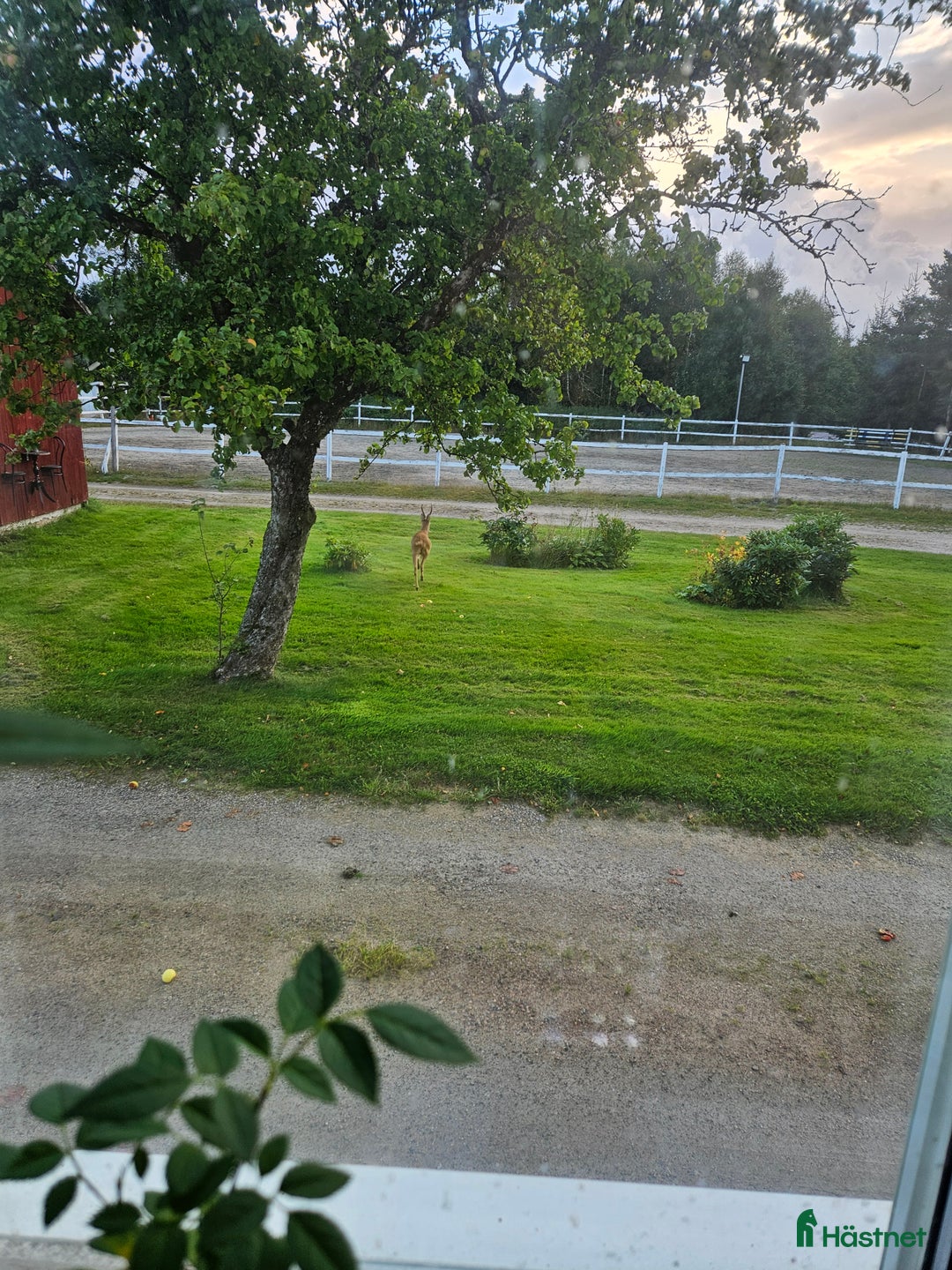  stallplats finnes: Ledig box i litet mysigt stall i Sandared - Annons 4