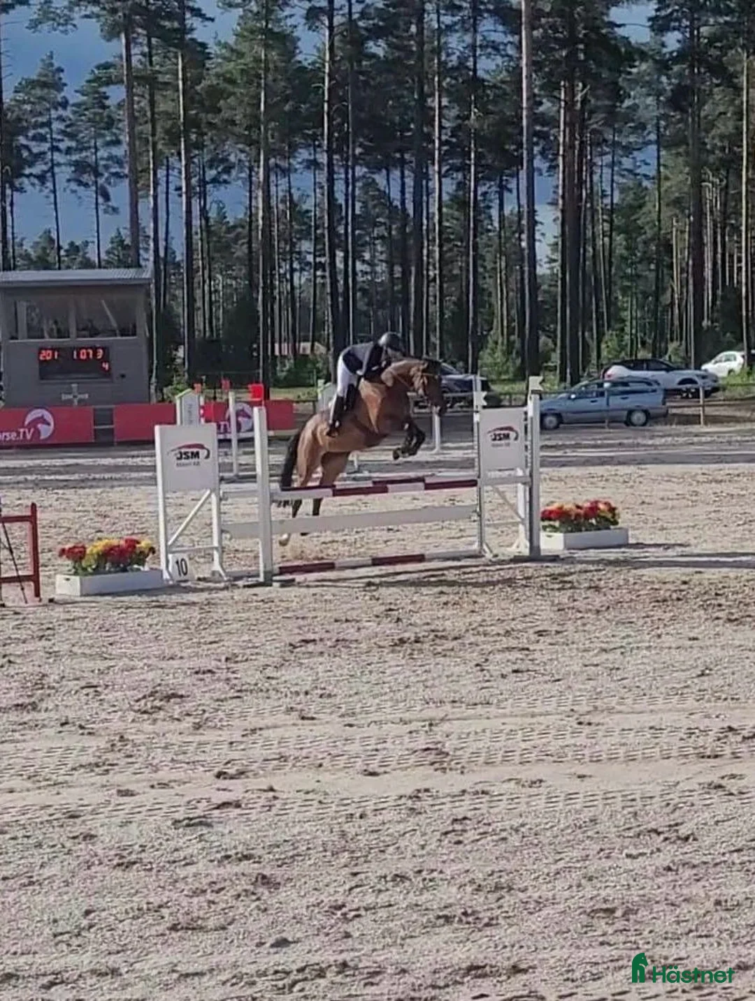 Avelshästar hästar till salu: Avelssto Diarado - Heartbeat i Sundbyberg - Annons 4