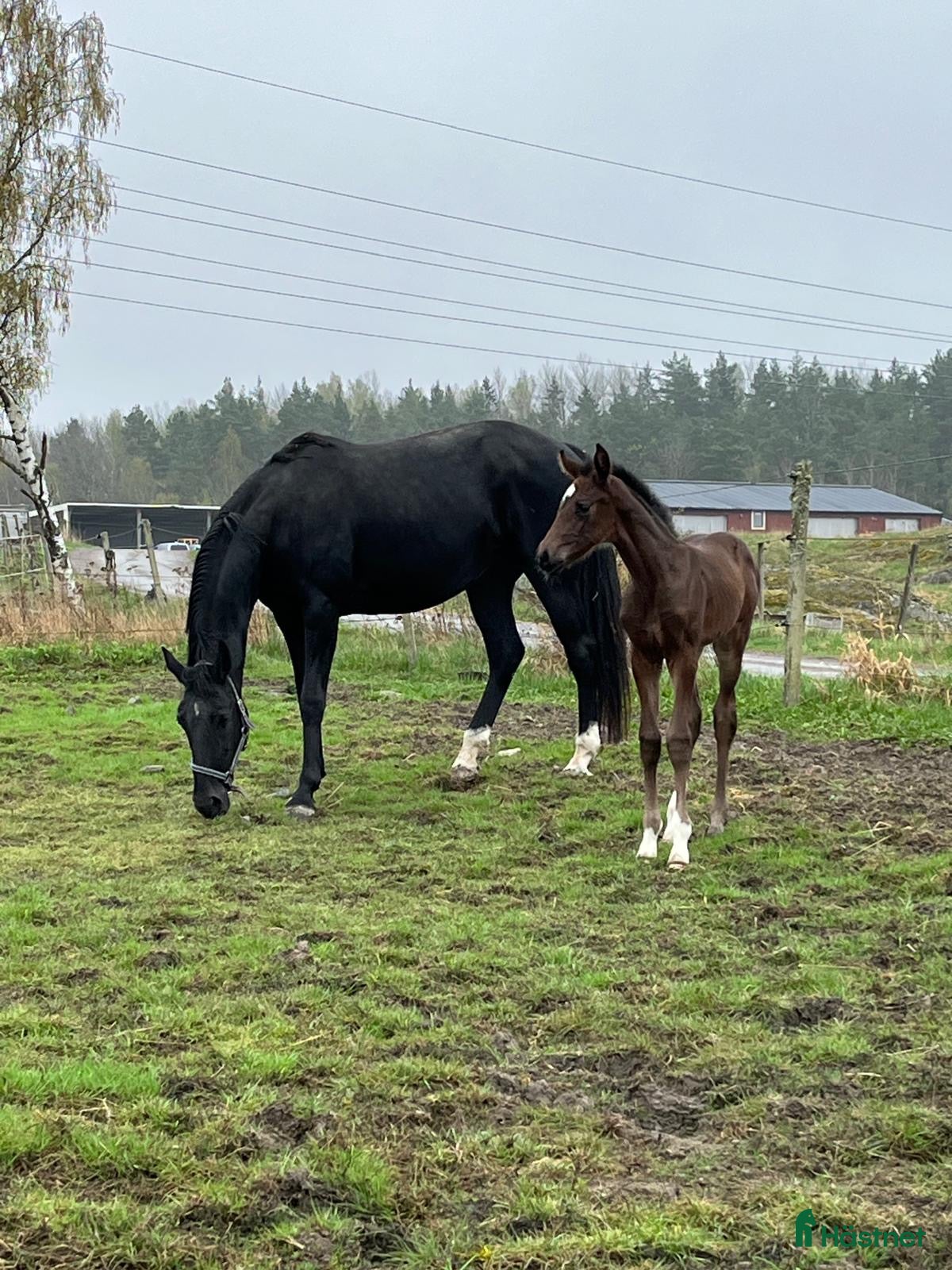  hästar Avelssto e Grand Galaxy Win - Annons 4