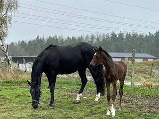 hästar Avelssto e Grand Galaxy Win - Annons 4