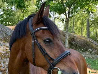 Träns hästutrustning Fint Cob-träns i Flyinge - Annons 3