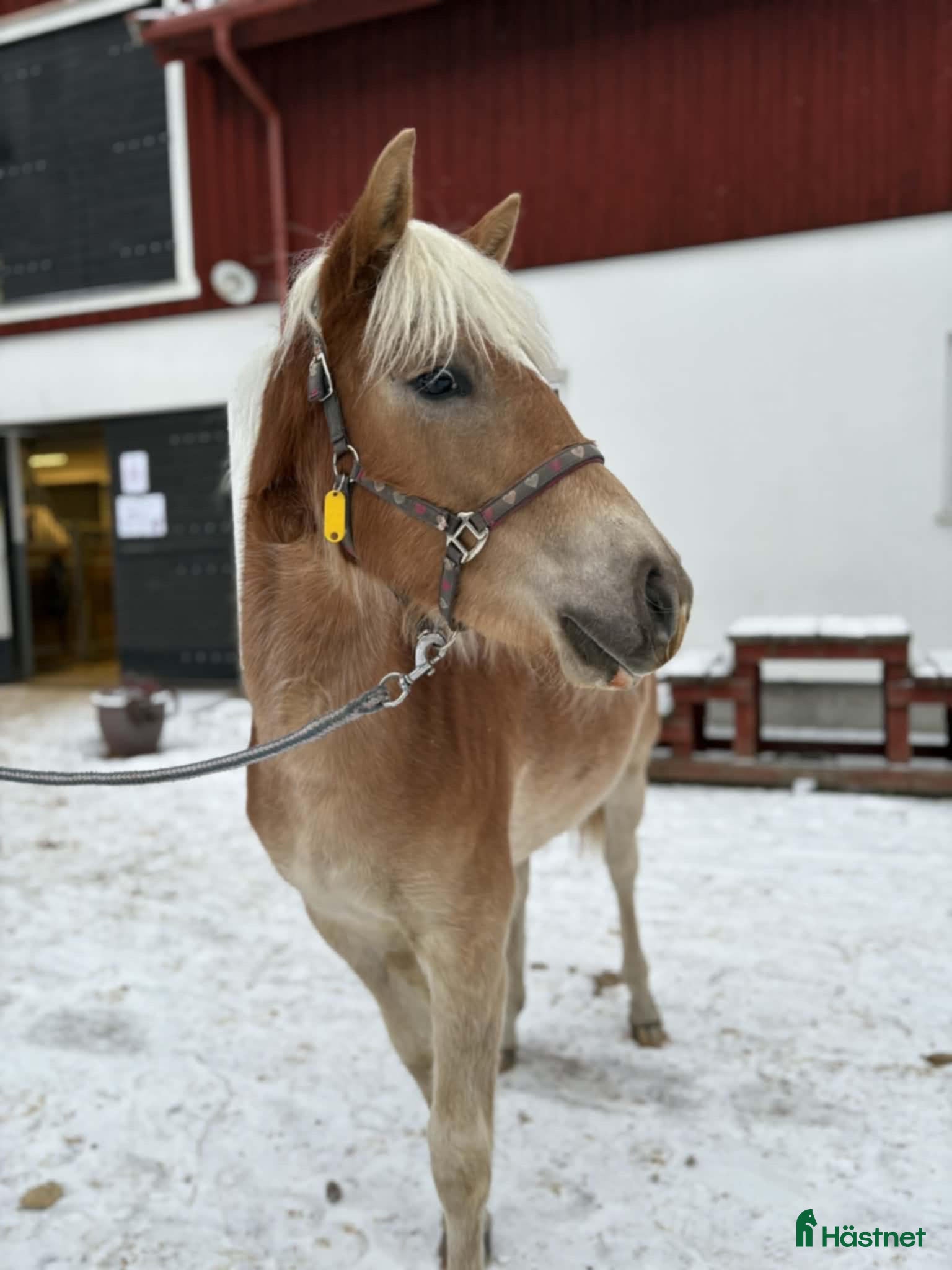  hästar Haflingerföl till salu - Trolldungens Saga i Värmdö - Annons 3