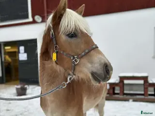 hästar Haflingerföl till salu - Trolldungens Saga i Värmdö - Annons 10