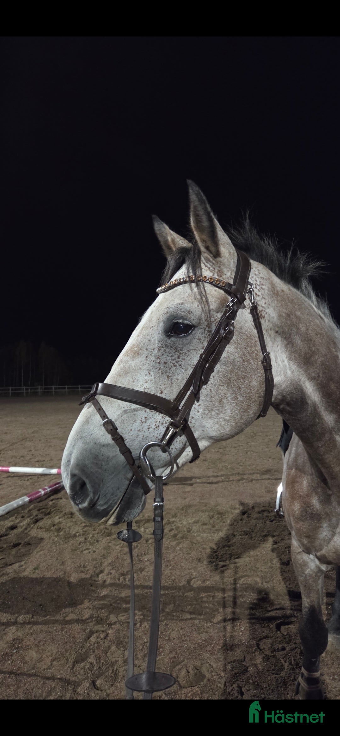 Hoppning hästar till salu: SWB nybliven 8 åring . E.Berlin - Hip Hop  - Annons 2