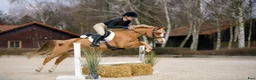 Hoppning hästar till salu: Top jumping pony! C-group - Annons 4