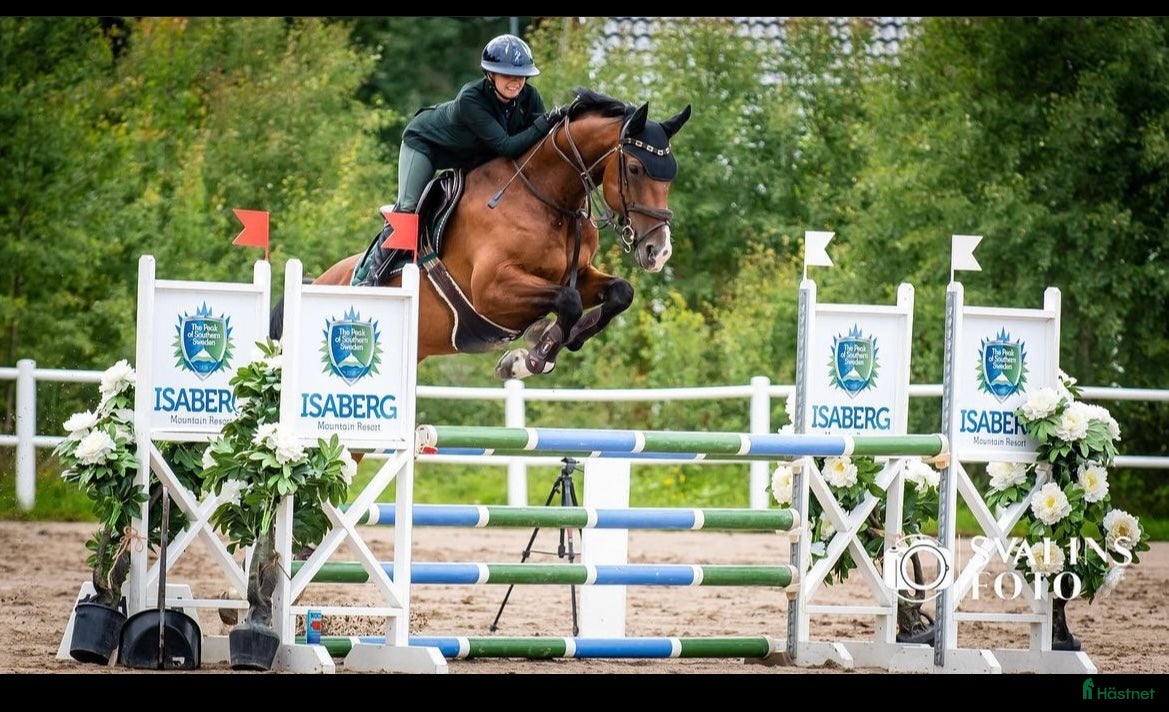  hästar Intressekoll Valack e. Kannan - Annons 2