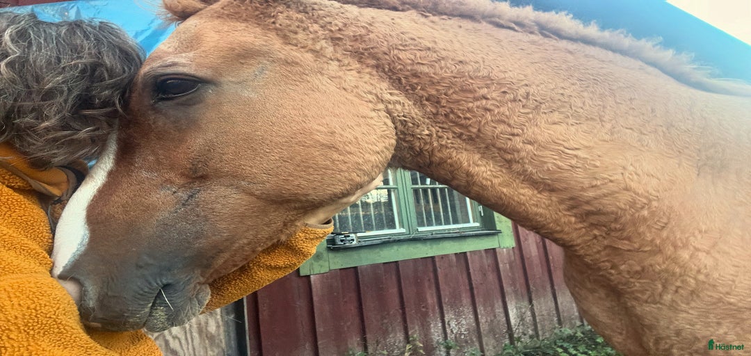 Galleribild {{count}}