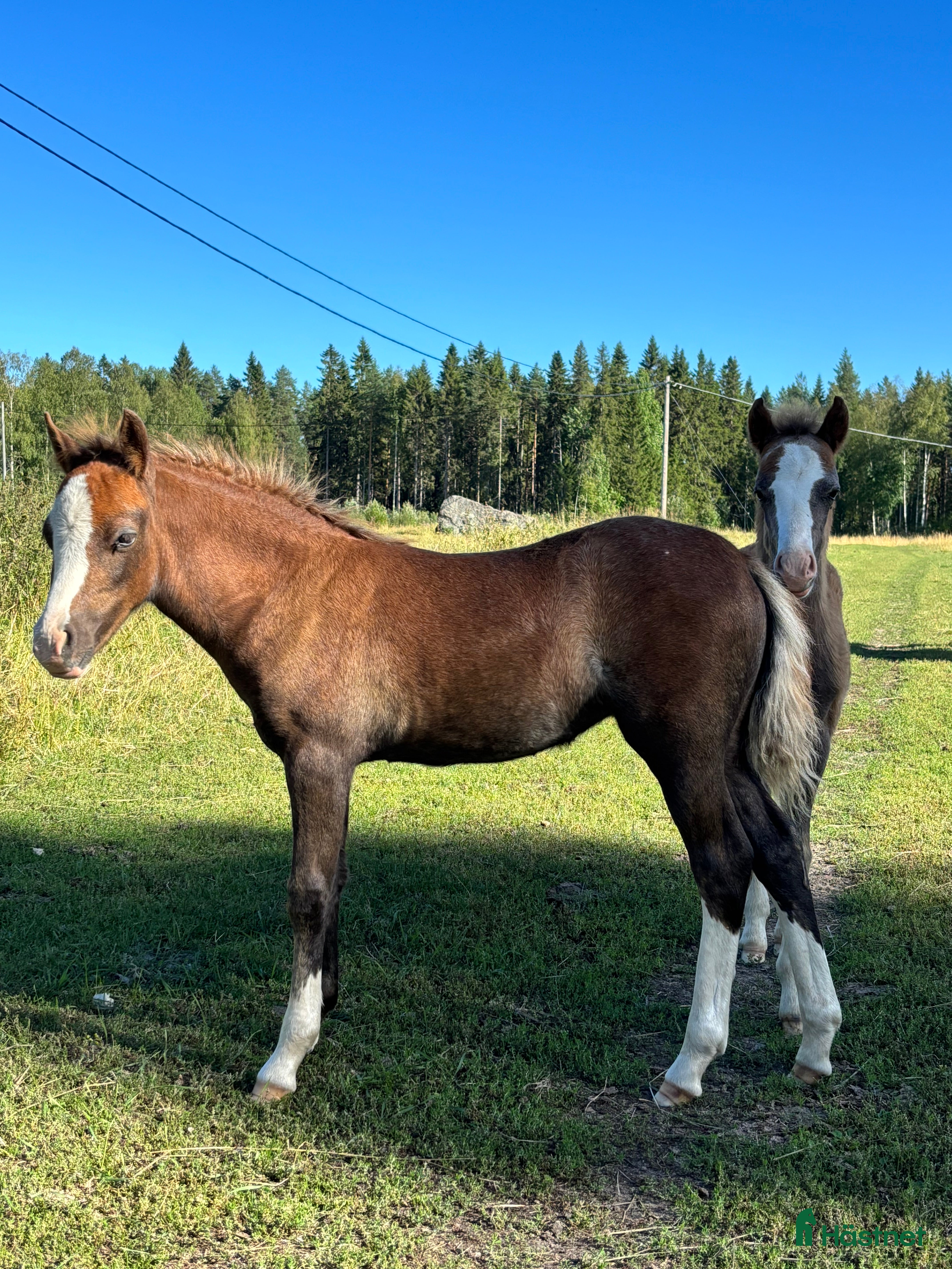  hästar Sockersöta Welshföl  i Luleå - Annons 5