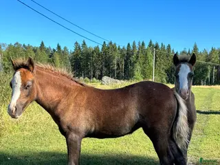 hästar Sockersöta Welshföl i Luleå - Annons 5