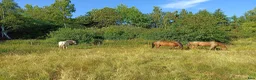 stallplats finnes: Sommarbete finnes Österhaninge  - Annons 1