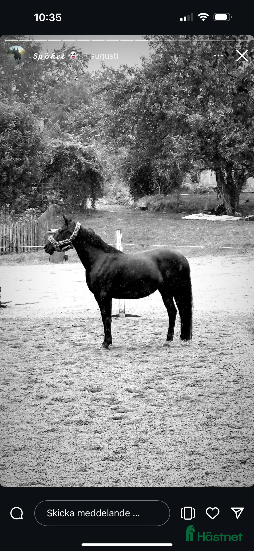 Allround hästar till salu: Vackert sto söker erfaren hästmänniska med NH tänk i Åkers Styckebruk - Annons 2