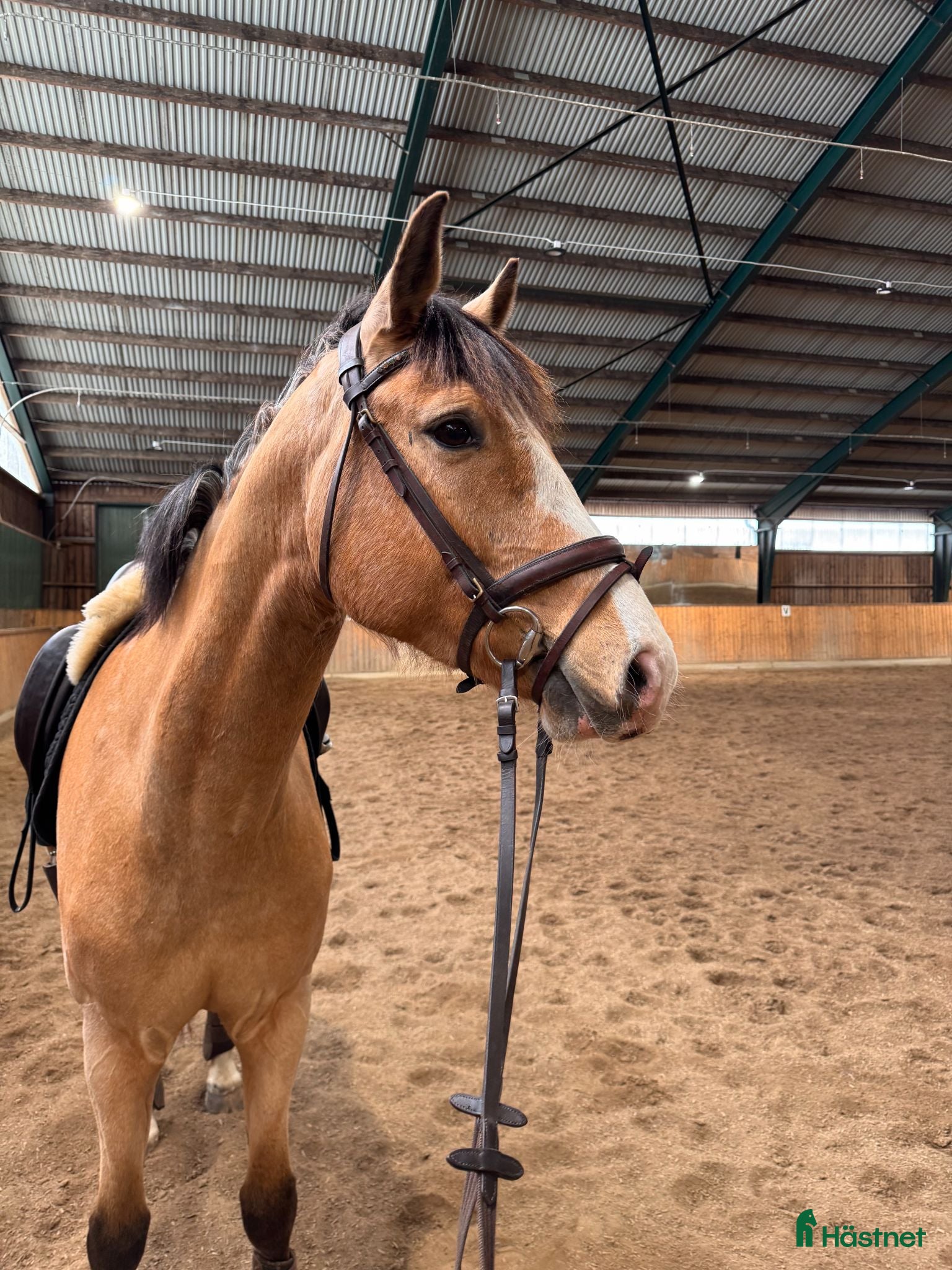  hästar Gyllene valack med ponny-look!  - Annons 12