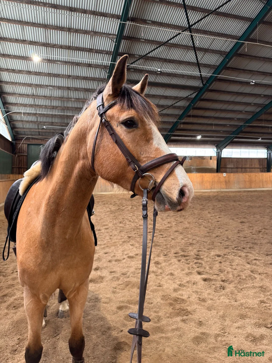 Dressyr hästar till salu: Gyllene valack med ponny-look!  - Annons 1