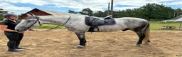 Allround hästar till salu: Jumbo söker nytt hem - Annons 2