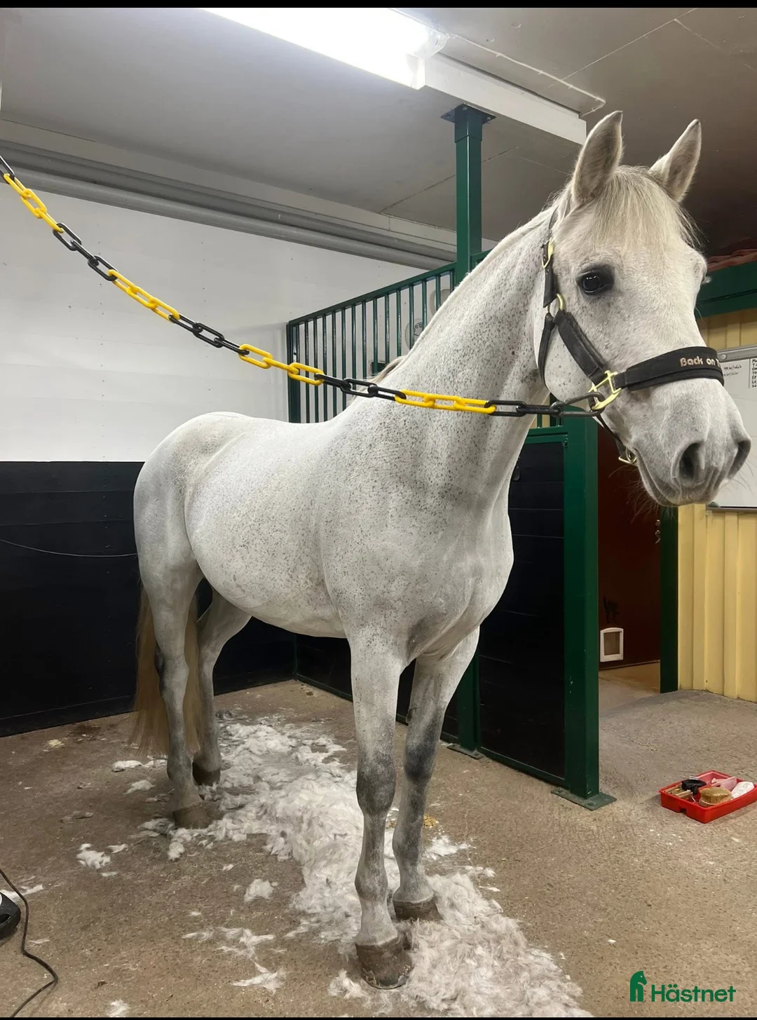 Dressyr hästar till salu: Trygg, cool kille med kapacitet  i Sätila - Annons 5