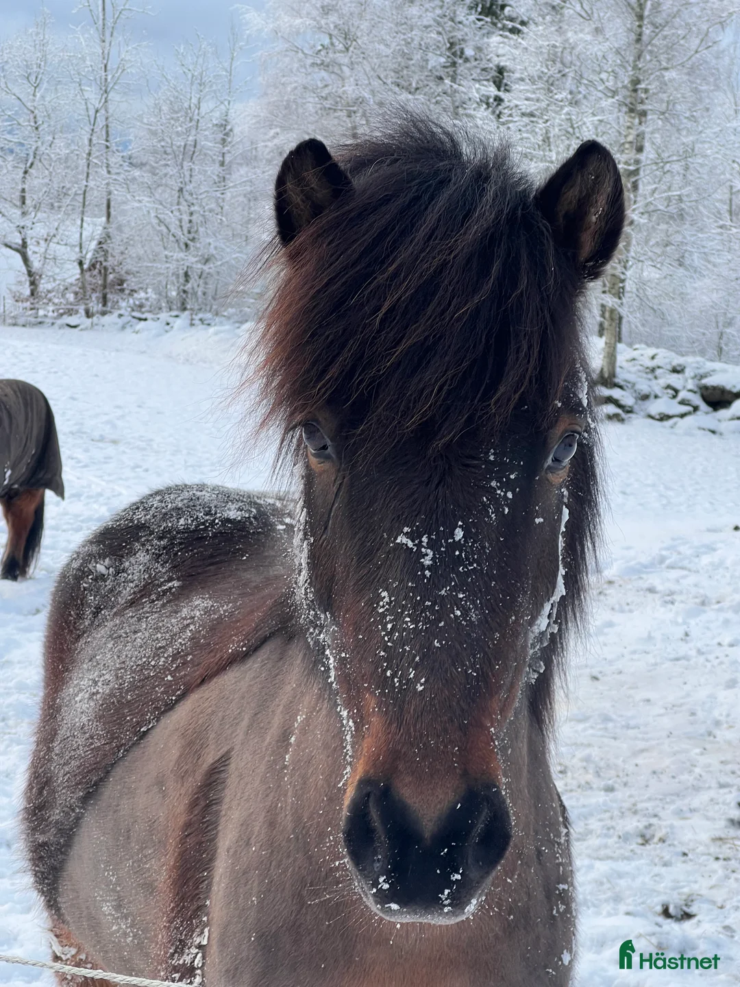 Island hästar till salu: Enastående 4-gångare för högsta klasserna! i Torestorp - Annons 10