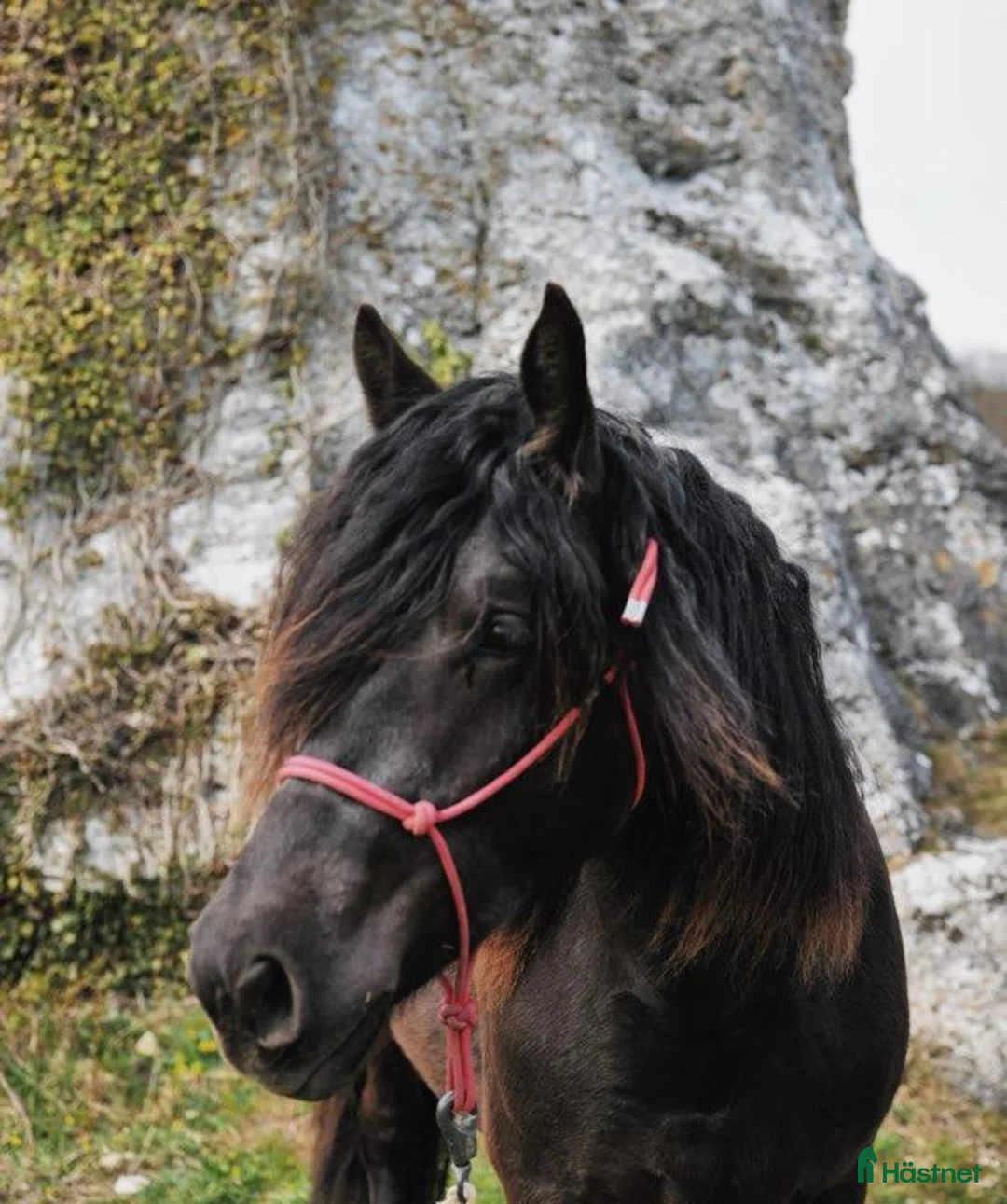 Allround hästar till salu: Välutvecklat och rejält sto - Annons 1