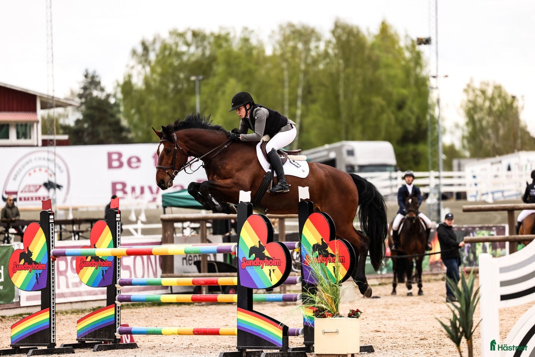  hästservice finnes: Utbildning, tävling och försäljning i Sala - Annons 1