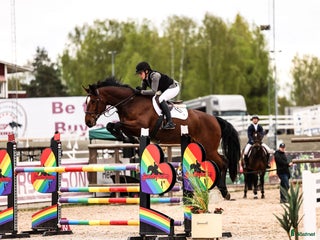 hästservice Utbildning, tävling och försäljning i Sala - Annons 10