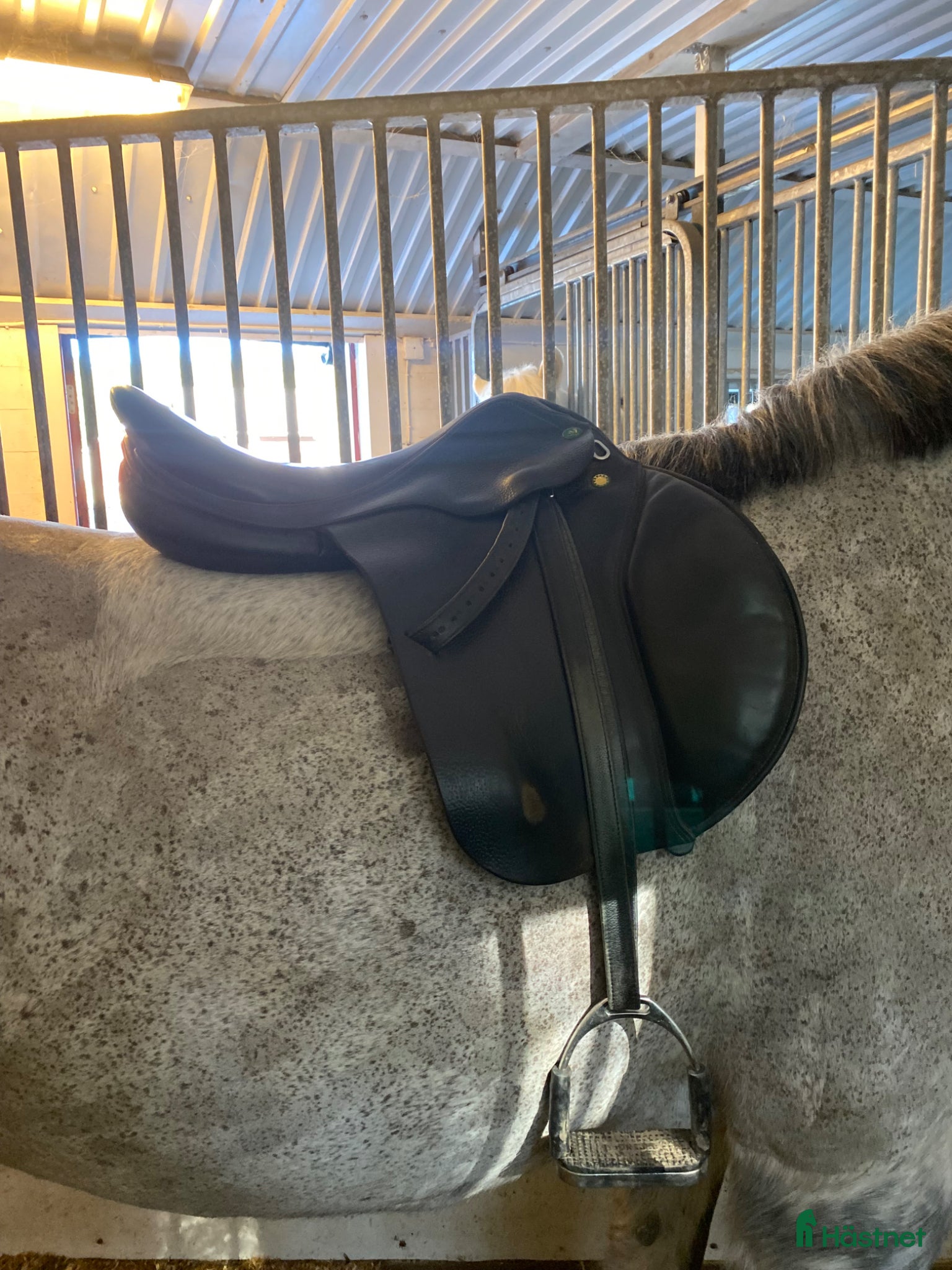 Sadlar hästutrustning Prestige golden star hoppsadel - Annons 4