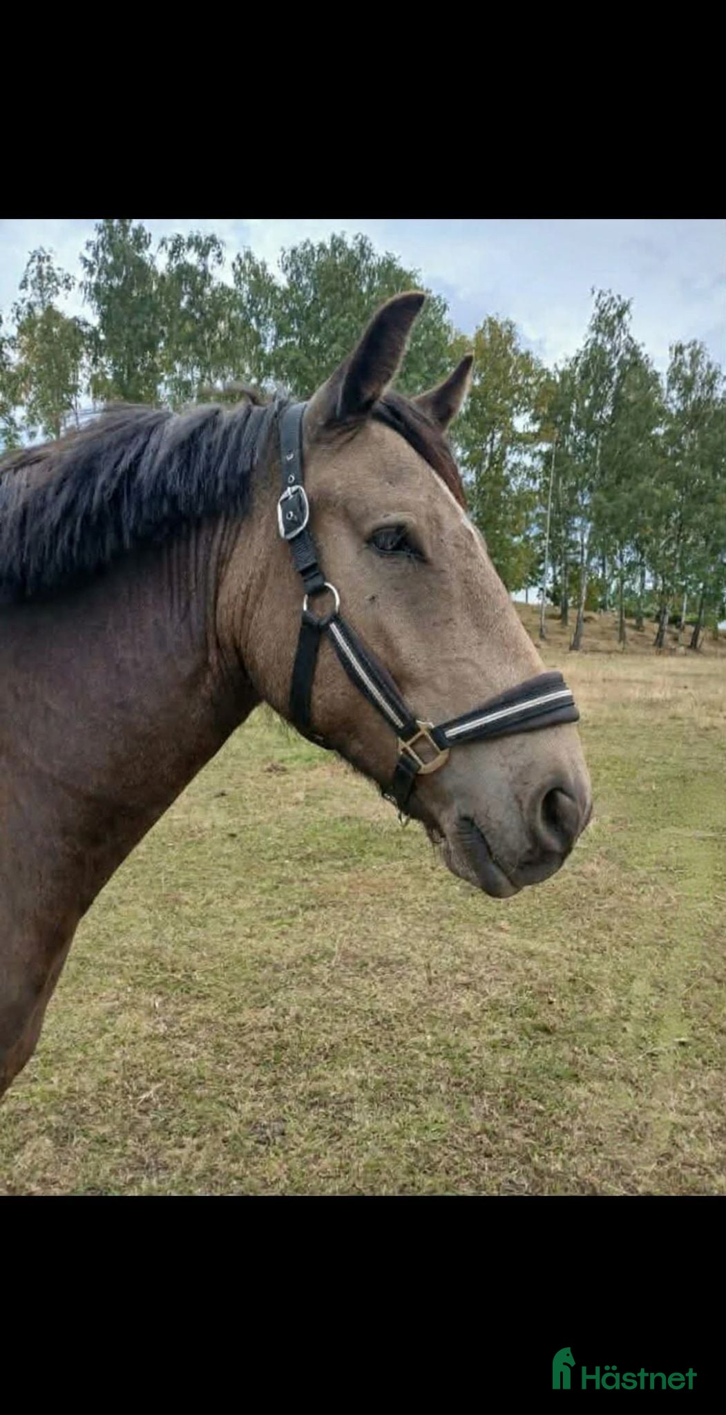  foderhäst finnes: Snäll ponny ca 140 cm uthyres - Annons 1