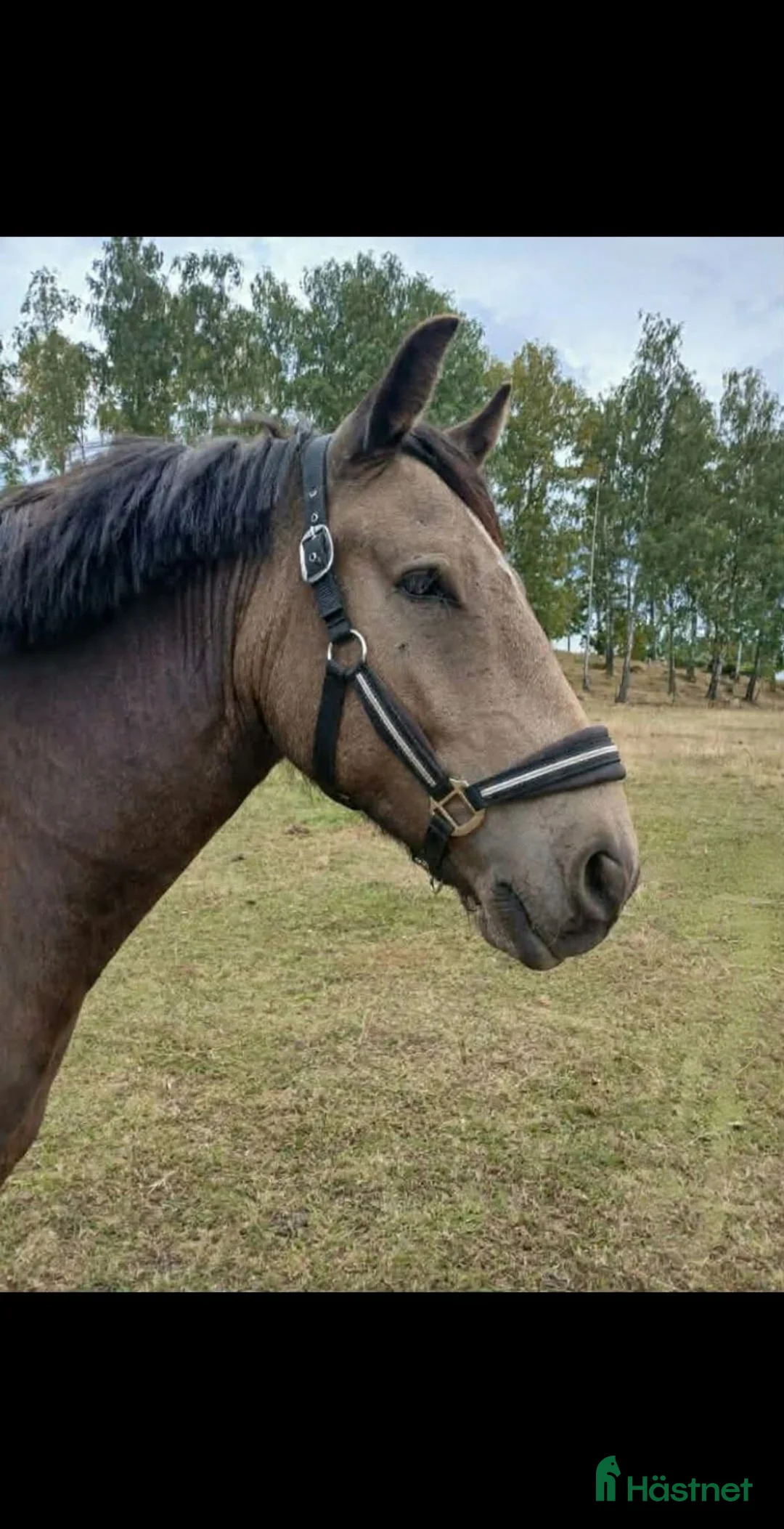  foderhäst finnes: Snäll ponny ca 140 cm uthyres - Annons 1