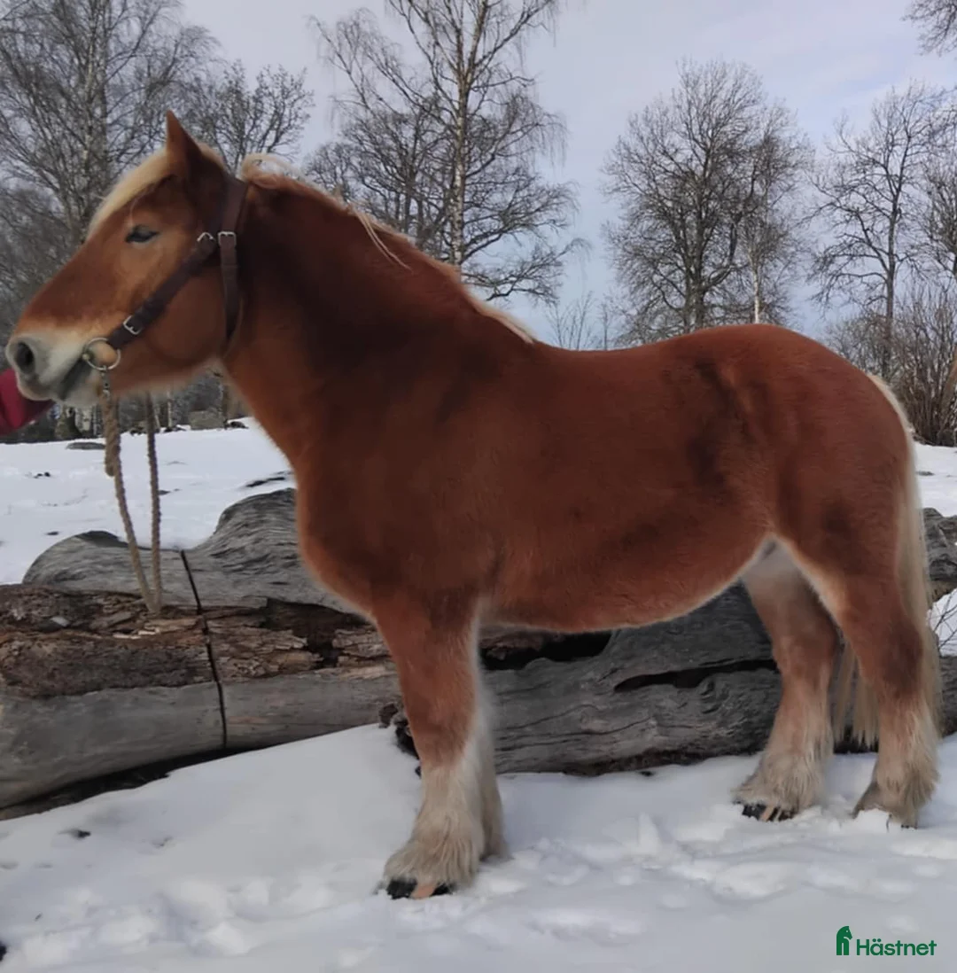 Körning hästar till salu: Trevlig valack i Kosta - Annons 1