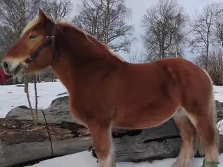 hästar Trevlig valack i Kosta - Annons 1