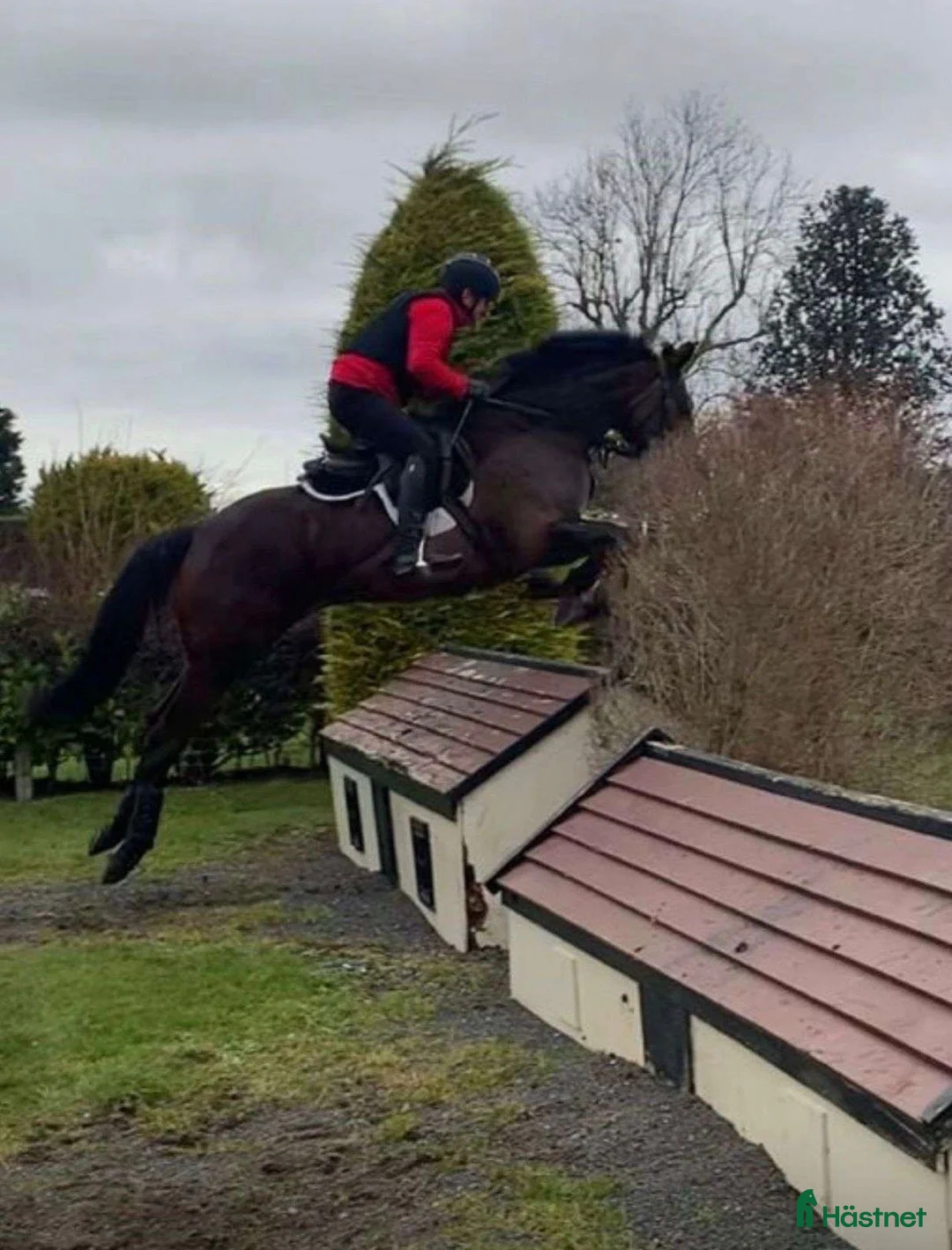 Allround hästar till salu: Potential Eventer Irish Sport mare - Annons 1