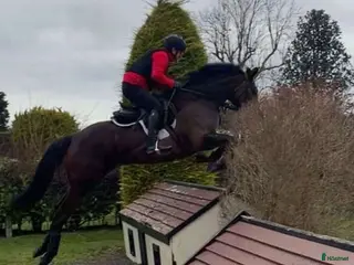 hästar Potential Eventer Irish Sport mare - Annons 18