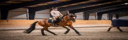 Dressyr hästar till salu: Top FEI pony  - Annons 12