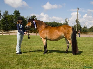 hästar Gotlandsruss sto i Sexdrega - Annons 8