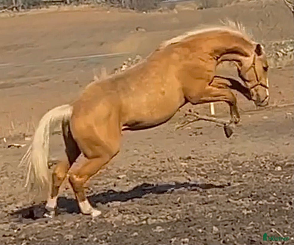  hästar Vackraste hästen i stallet  - Annons 2