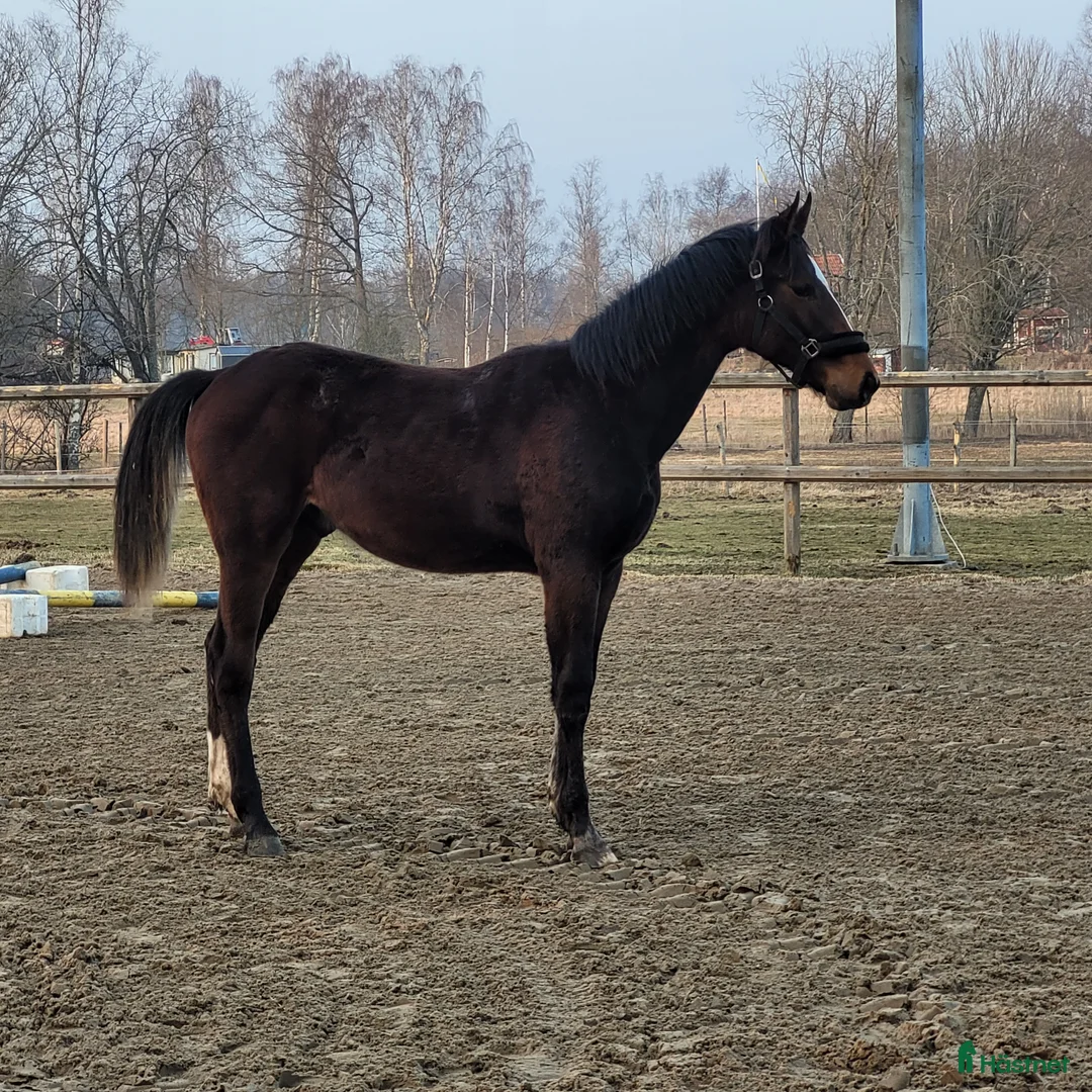 Hoppning hästar till salu: Högst bedömda hoppföl i Örebro  - Annons 2