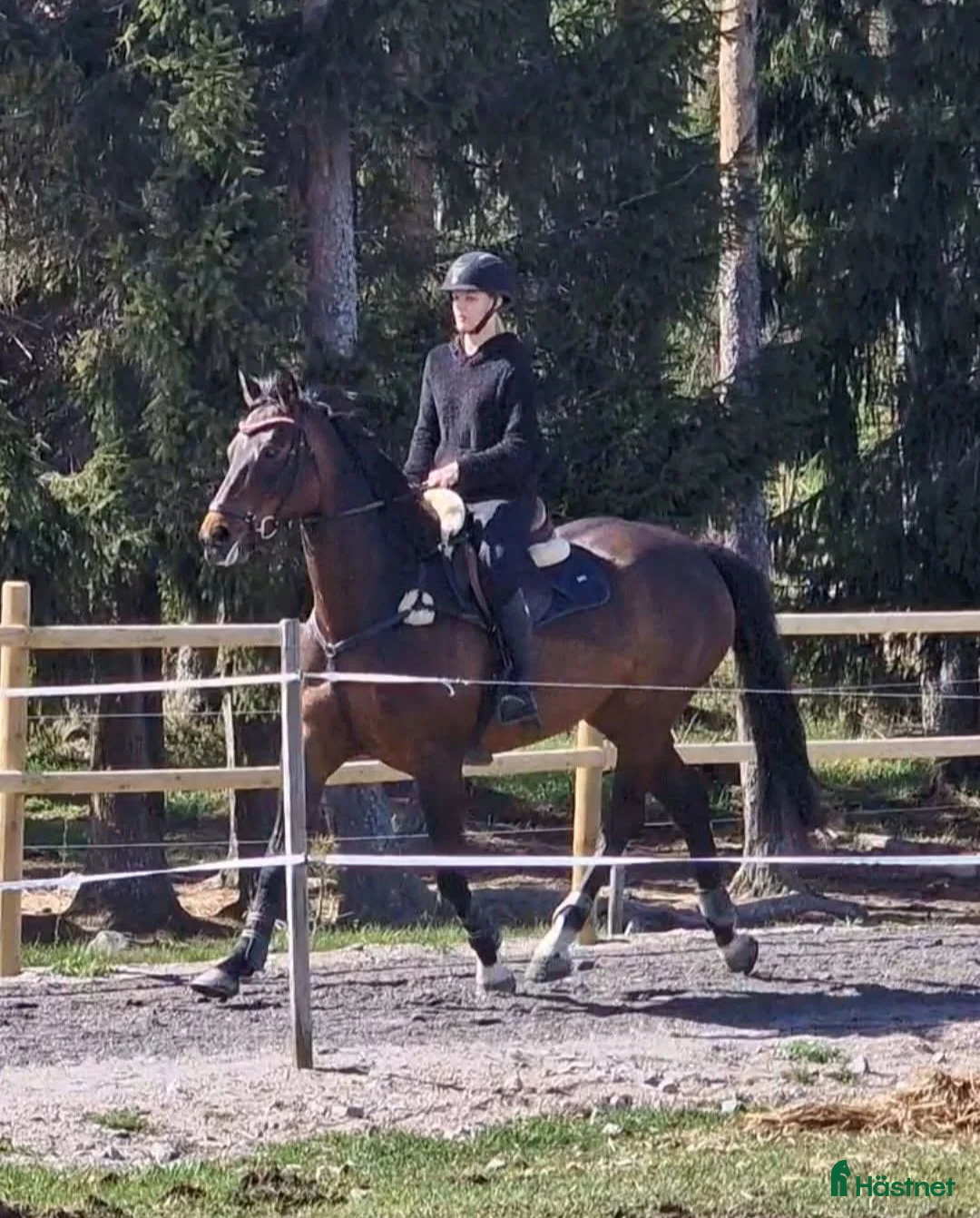 Hoppning hästar till salu: Hopp el fälttävlanshäst  - Annons 2