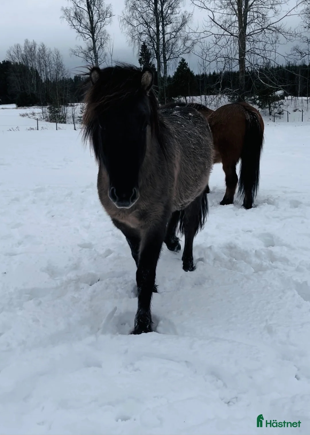 Island hästar till salu: Valack efter Ísar  fra Keldudal) - Annons 9