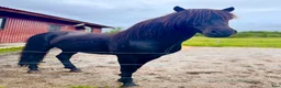 Island hästar till salu: Pampig lovande hingst! - Annons 6
